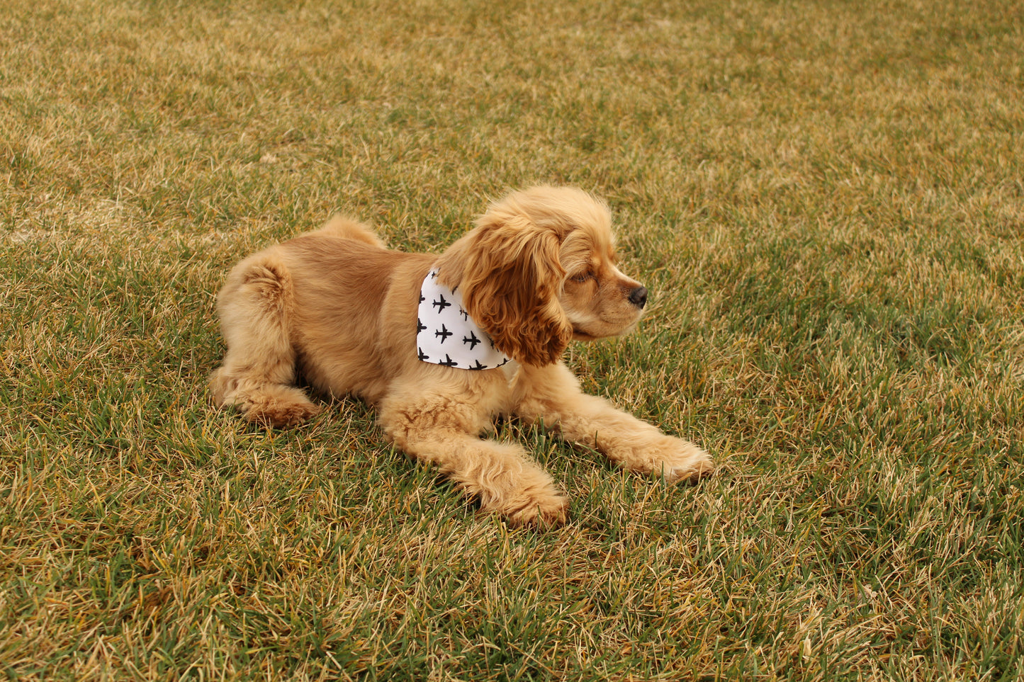 Pet Bandana Collar (White)